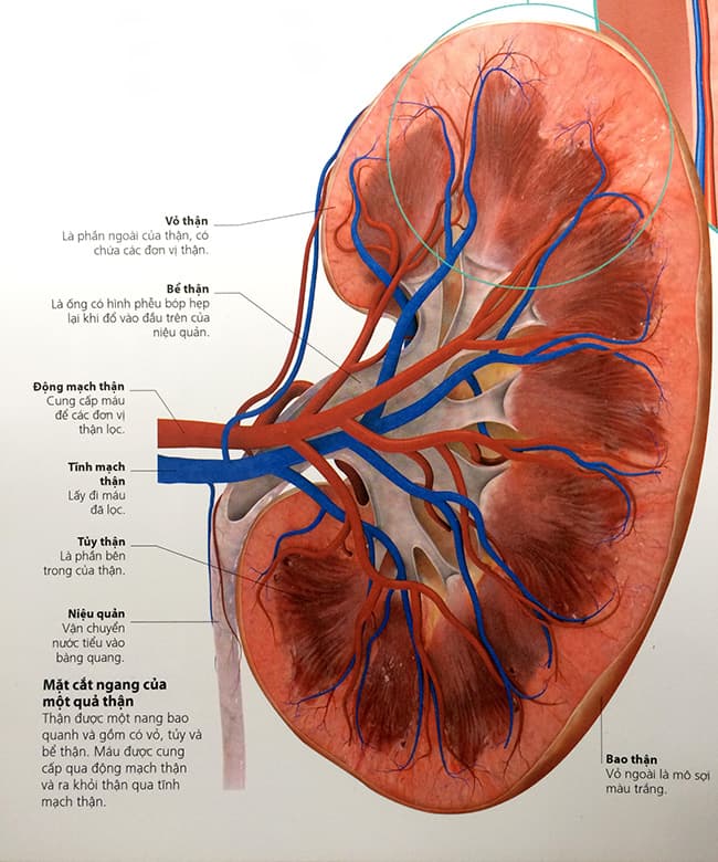 Cấu tạo bên trong quả thận