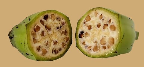 chữa sỏi thận bằng chuối hột