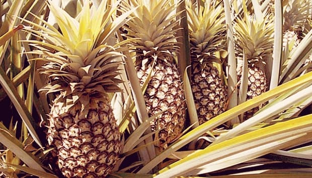 Chữa sỏi thận bằng quả rứa gai