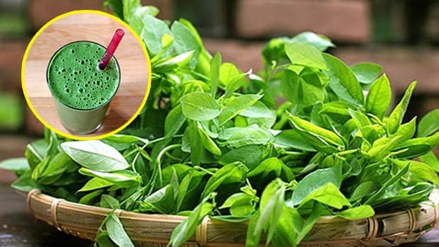 Chữa sỏi thận bằng rau ngót